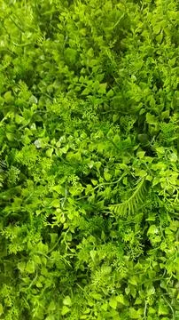 Artificial grass. Background from artificial plants. Green plastic vegetation Stock Photos