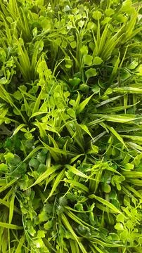 Artificial grass. Background from artificial plants. Green plastic vegetation Stock Photos