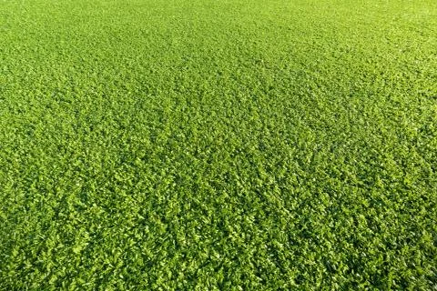 Artificial grass field Foto stock