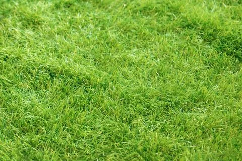 Artificial grass green polyethylene coating as background Stock Photos