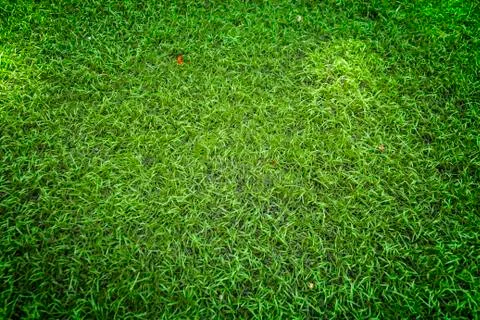 Artificial grass Stock Photos