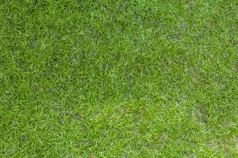 Artificial grass Stock Photos