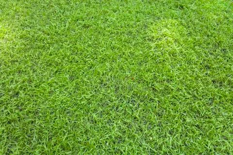 Artificial grass Stock Photos