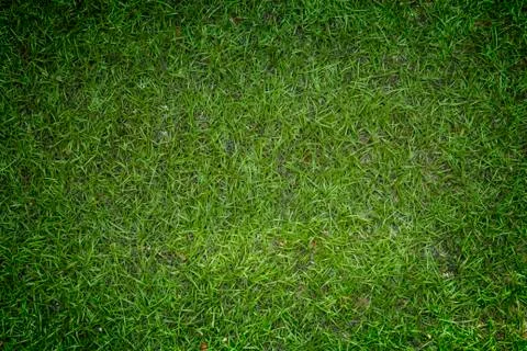 Artificial grass Stock Photos