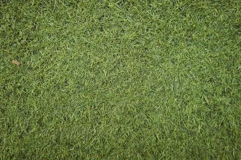 Artificial grass Stock Photos