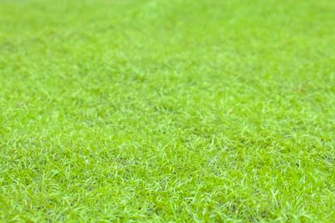 Artificial grass (select focus) Stock Photos