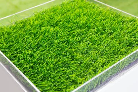 Artificial grass on the showcase Stock Photos