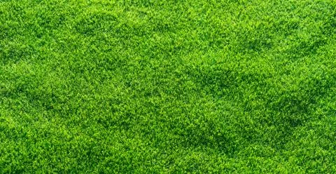 Artificial grass texture, Artificial grass background. Stock Photos