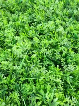 Artificial grass texture for background Stock Photos