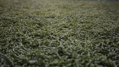 Artificial Grass Texture with blurry effect Stock Photos