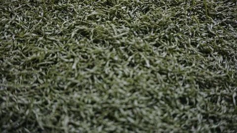Artificial Grass Texture with blurry effect Stock Photos