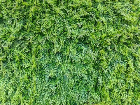 Artificial Grass Texture on the Wall Stock Photos