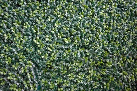 Artificial green cover leaf texture. Stock Photos