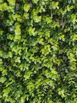 Artificial Green Foliage Panel Stock Photos