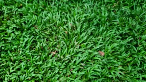 Artificial green grass background blur Foto stock