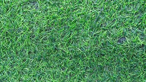 Artificial green grass, surface texture, close-up. Stock Photos