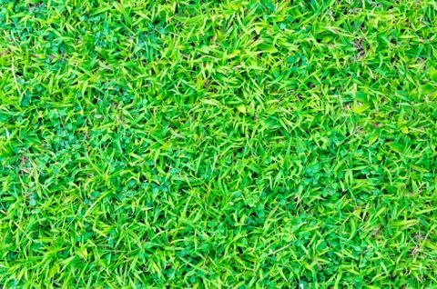 Artificial green grass texture for background Stock Photos