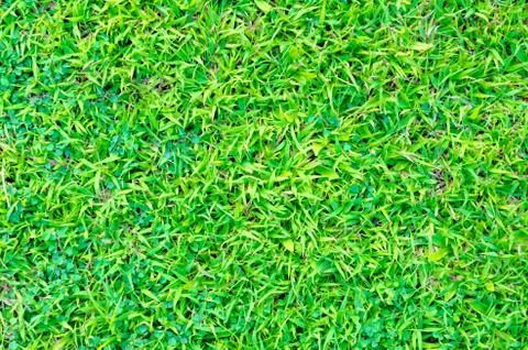 Artificial green grass texture for background Stock Photos