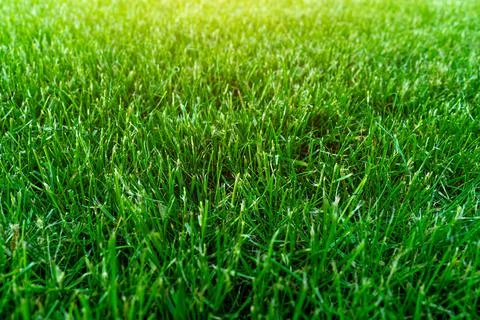Artificial green grass texture background. Stock Photos