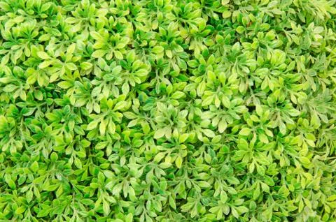 Artificial green leaf background Stock Photos