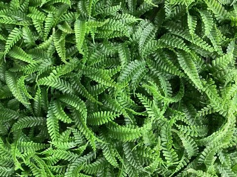 Artificial green leaves pattern wall exterior decoration. Stock Photos