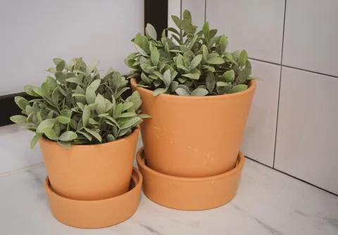 Artificial Green Plants Stock Photos