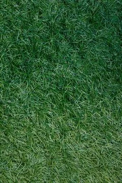 Artificial green polyethylene background in form of grass Stock Photos