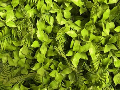 Artificial green wall with lush plastic leaves and foliage texture perfect .. Stock Photos