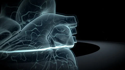 Artificial Heart Chamber Pulse, 4K ProRes Stock-Footage 336363026