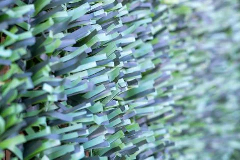 Artificial hedge. Green texture. Stock Photos
