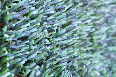 Artificial hedge. Green texture. . Stock Photos