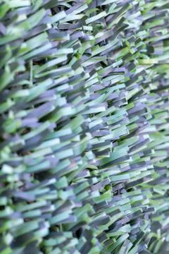 Artificial hedge. Green texture. . Stock Photos