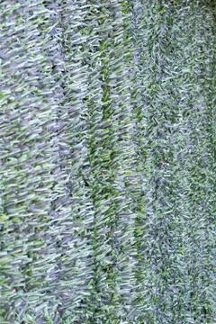 Artificial hedge. Green texture. . Stock Photos