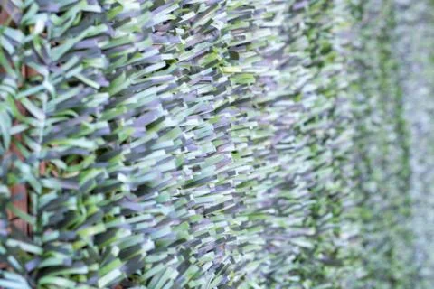 Artificial hedge. Green texture. . Stock Photos