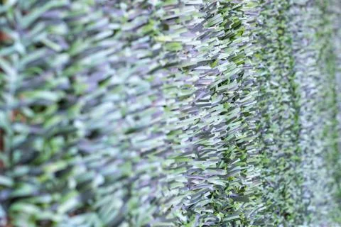 Artificial hedge. Green texture. . Stock Photos