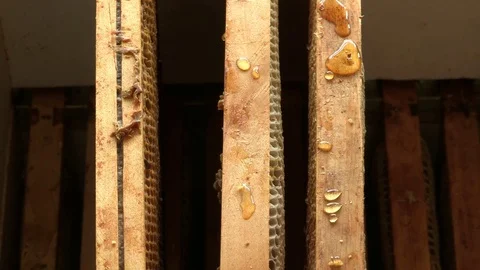 Artificial honeycomb Video stock 74055547