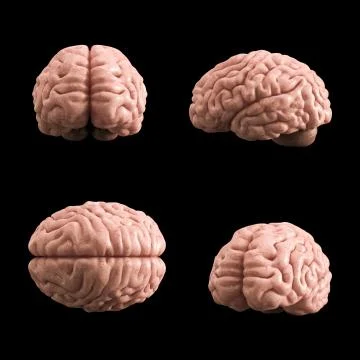 Artificial human brain model, 3d rendering, black background 스톡 일러스트