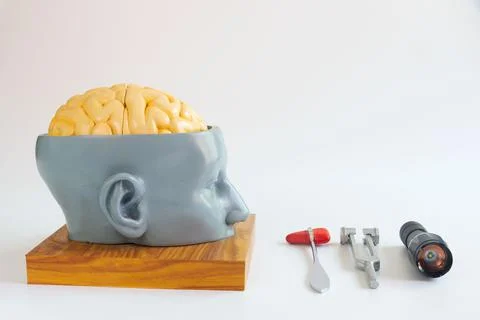Artificial human brain model and neurological instruments. Stock Photos