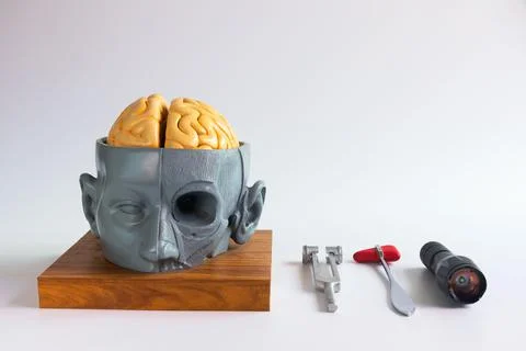 Artificial human brain model and neurological instruments. Stock Photos