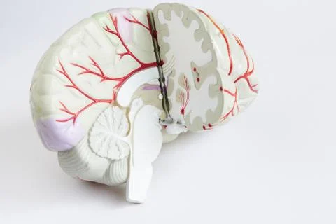 Artificial human brain model on white background Stock Photos