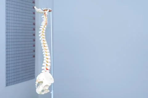 Artificial human cervical spine model in medical office. Copyspace for text Stock Photos
