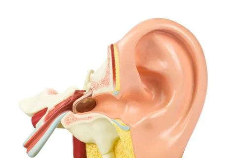 Artificial human ear model on white Stock Photos