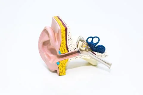 Artificial human ear model on white background. Plastic colorful ear model. M Stock Photos