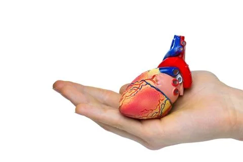 Artificial human heart model on hand Stock Photos