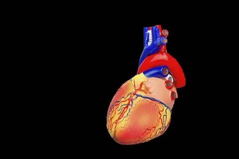 Artificial human heart model isolated on black background Stock Illustration
