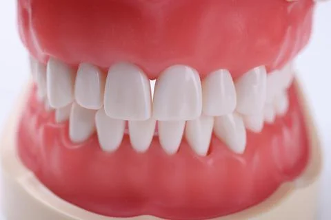 Artificial human jaw with correct bite and white teeth closeup 스톡 사진