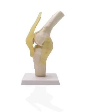 Artificial human knee joint model Stock Photos