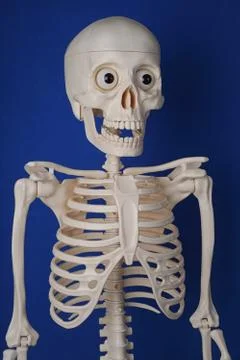 Artificial human skeleton on a blue background, close-up Stock Photos