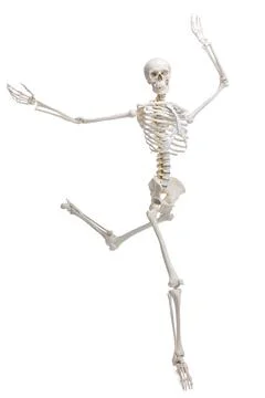 Artificial human skeleton model isolated on white Stock Photos