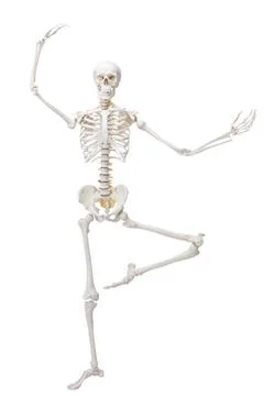 Artificial human skeleton model isolated on white Stock Photos